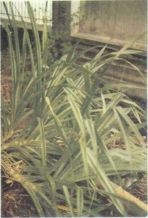 Pandan Kecil (Pandanus polycephalus Lamk.)