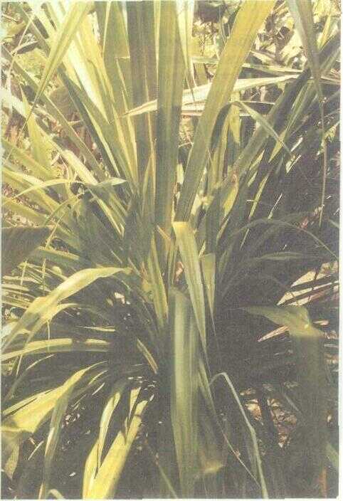 Pandan Teктор / Pandан Duri (Pandanus tectorius Soland. ex Park.)