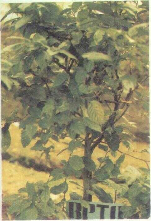 Paveta (Pavetta indica L.)
