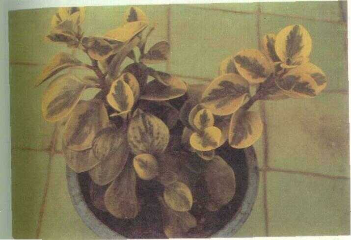 Suruhan / Rangu-rangu (Peperomia pellucida Kunth)