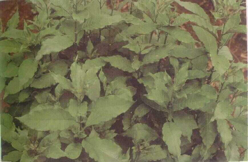 Tikusan (Clausena excavata Burm. f.)