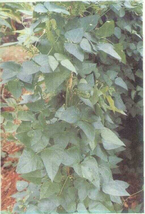 Kacang Emas / Krotok (Phaseolus lunatus L.)