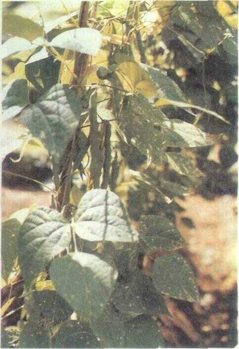 Buncis (Phaseolus vulgaris L.)