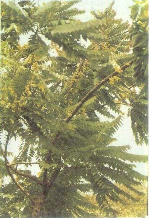 Cerme (Phyllanthus acidus (L.) Skeels)