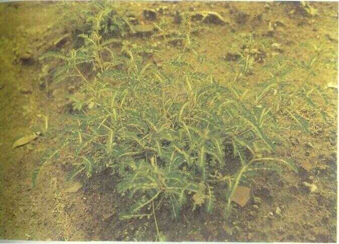 Meniran (Phyllanthus urinaria L.)