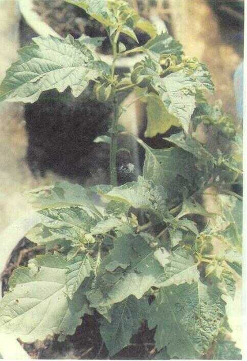 Ceplukan / Cecendet (Physalis peruviana L.)