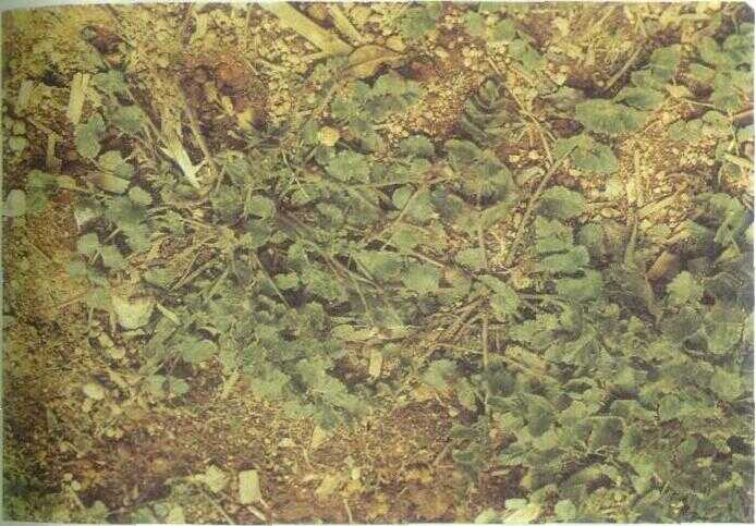 Purwaceng / Antanan Gunung (Pimpinella alpina K.D.S.)