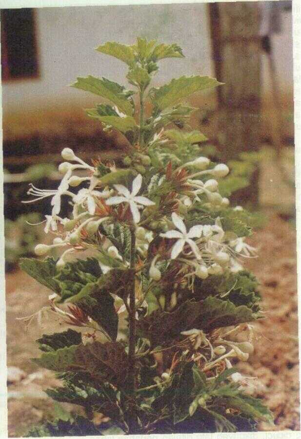 Kembang Bugang (Clerodendrum calamitosum L.)