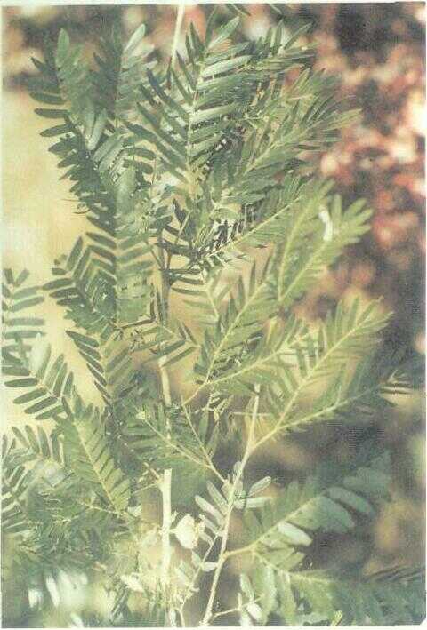 Asem Landa (Pithecollobium dulce (Roxb.) Benth.)