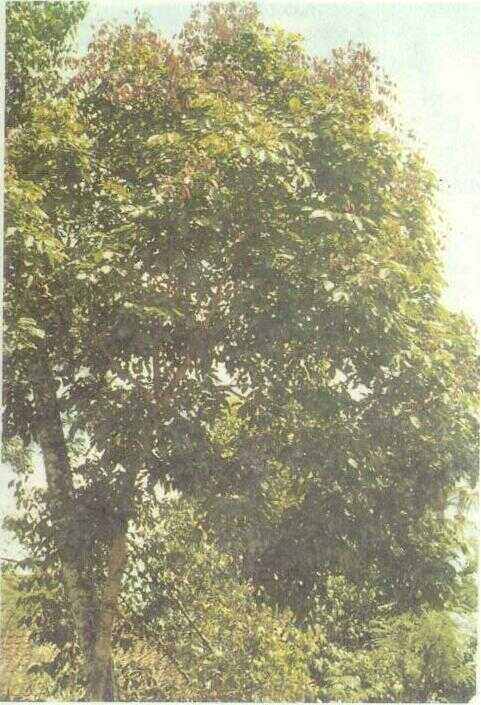 Jengkol (Pithecollobium lobatum Benth.)