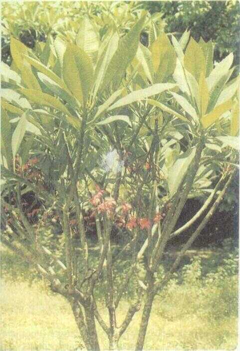 Kamboja Merah (Plumeria rubra L.)