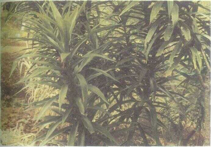 Suji (Pleomele angustifolia N.E. Brown)