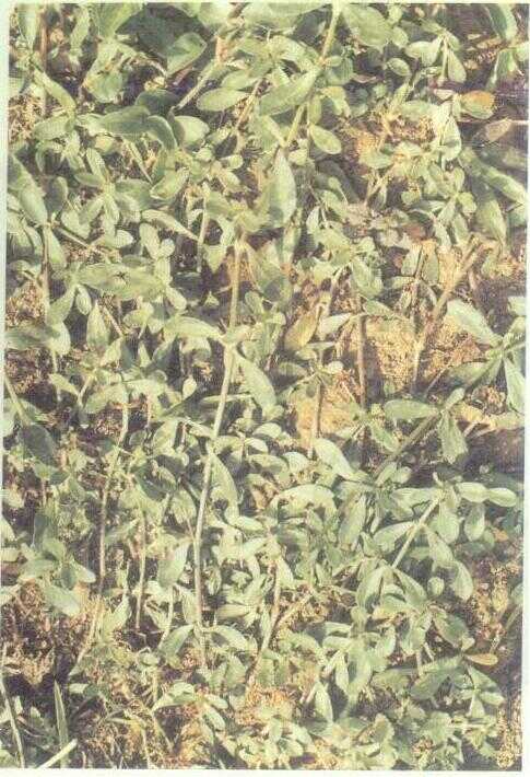 Kremi / Jalu-jalu (Portulaca quadrifida L.)