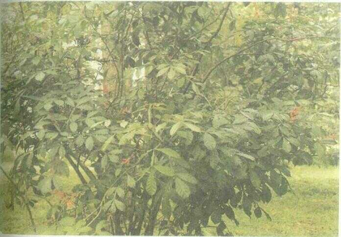 Genteng Peujet / Ki Cong Corang (Quassia amara L.)