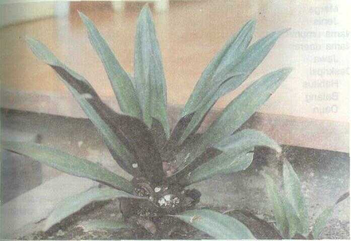 Nanas Kerang (Rhoeo spathacea Swartz)