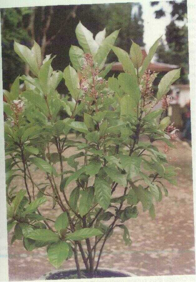 Senggugu (Clerodendron serratum Spreng.)