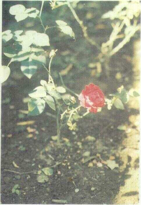 Mawar / Rose (Rosa gallica L.)