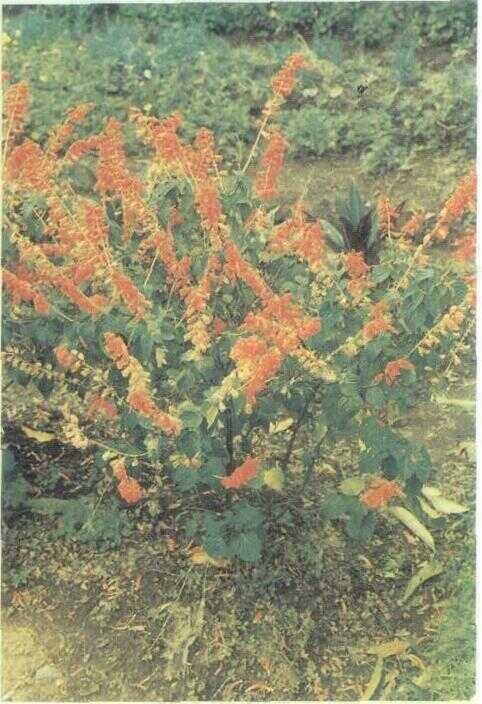 Salfia Merah / Sage Besar (Salvia splendens Sello)