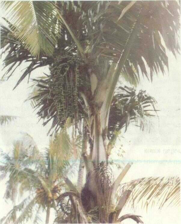 Aren (Arenga pinnata Merr.)
