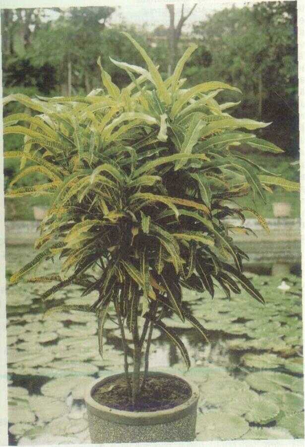 Puring (Codiaeum variegatum Bl.)