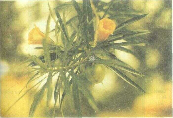 Oleander / Kembang Mentega (Thevetia peruviana (Pers.) K. Schum.)