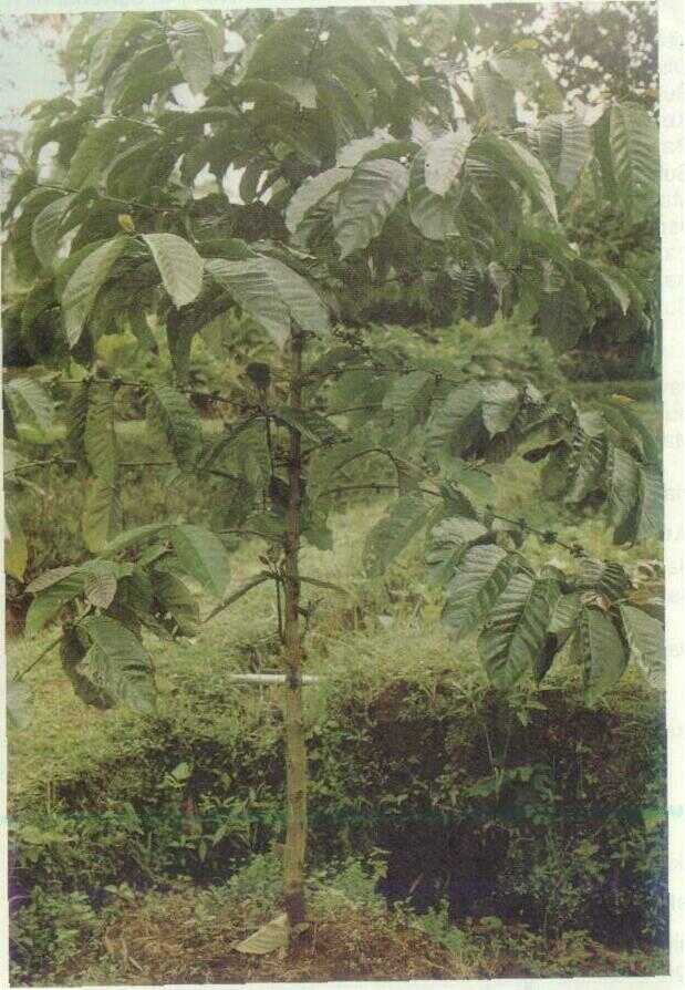 Kopi (Coffea robusta Lindl. ex De Willd.)