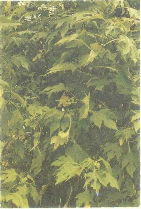 Kembang Bulan (Tithonia diversifolia (Hemsley) A. Gray)
