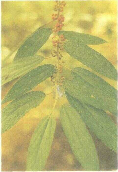 Anggrung / Kuray (Trema orientalis Bl.)