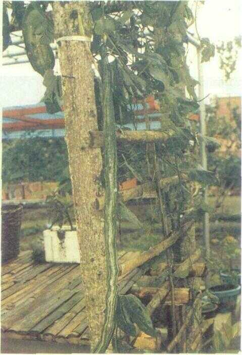 Pare Belut / Pare Welut (Trichosanthes anguina L.)