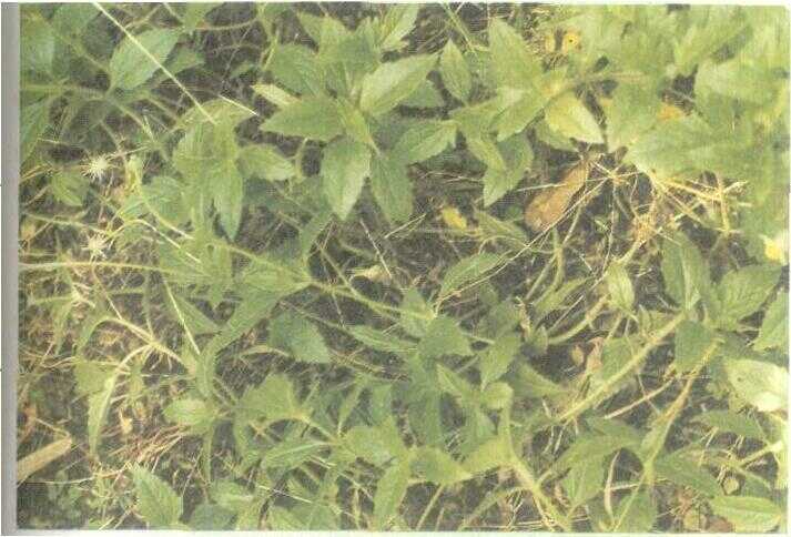 Orang-aring / Ketumpang (Tridax procumbens L.)