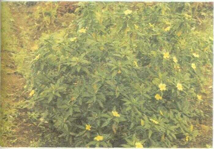 Bunga Pukul Delapan (Turnera subulata J.E. Smith)