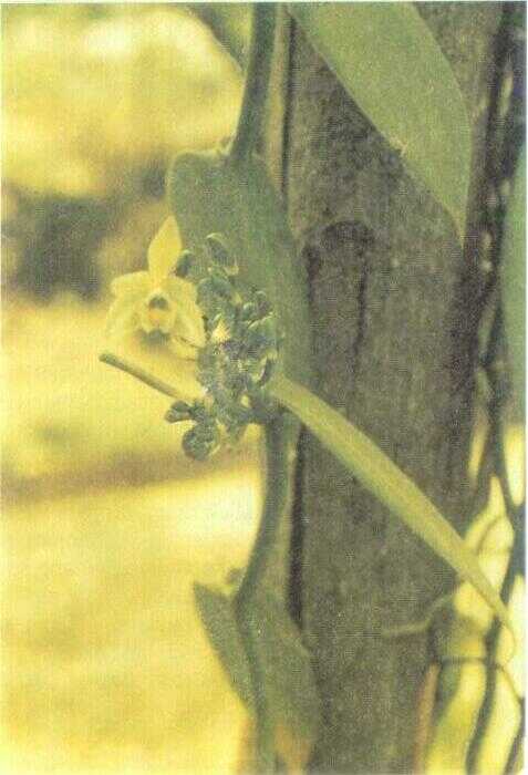 Vanili / Panili (Vanilla planifolia Andrew)