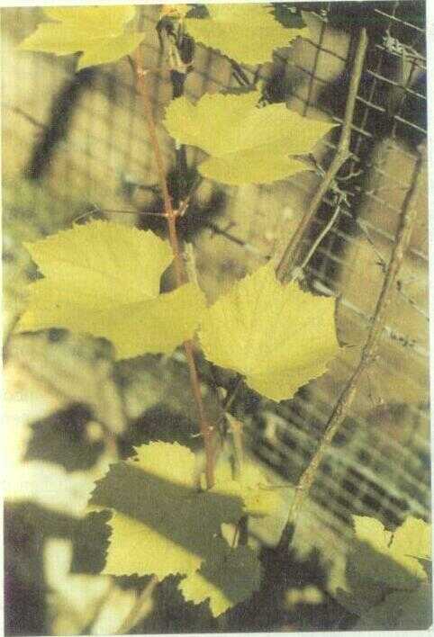 Anggur (Vitis vinifera L.)