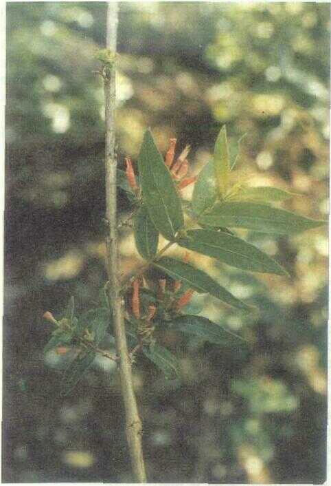 Sidawayah / Dhubaya (Woodfordia floribunda Salisb.)