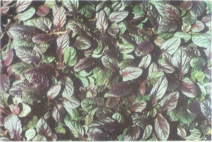 Ototan / Ajuga (Ajuga reptans L.)