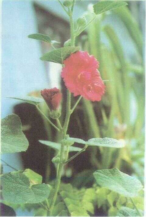 Bunga Altea / Hollyhock (Althaea rosea (L.) Cav.)
