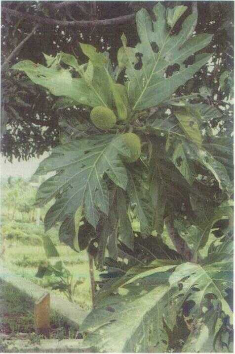 Kluwih (Artocarpus altilis (Park.) Fsb.)