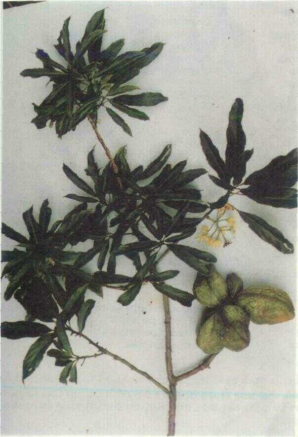 Kola (Cola acuminata Schott et Endl.)