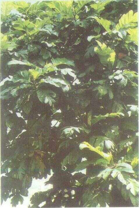 Benda / Tarok (Artocarpus elastica Reinw.)