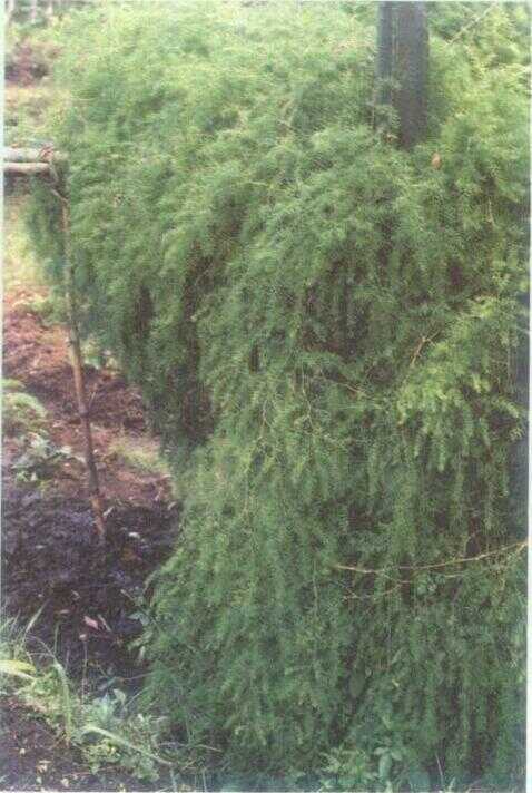 Asparagus / Asparagus Cina (Asparagus cochinchinensis (Lour.) Merr.)