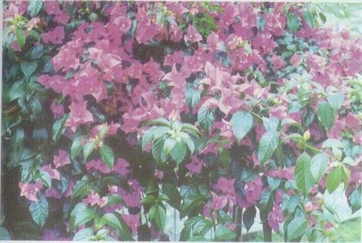 Bugenvil / Kembang Kertas (Bougainvillea glabra Chois.)