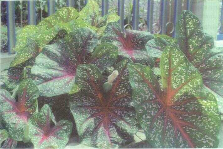 Keladi Hias / Caladium (Caladium bicolor (W. Ait.) Vent.)