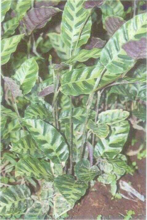 Kalatea Batik (Calathea lietzei E. Morren)