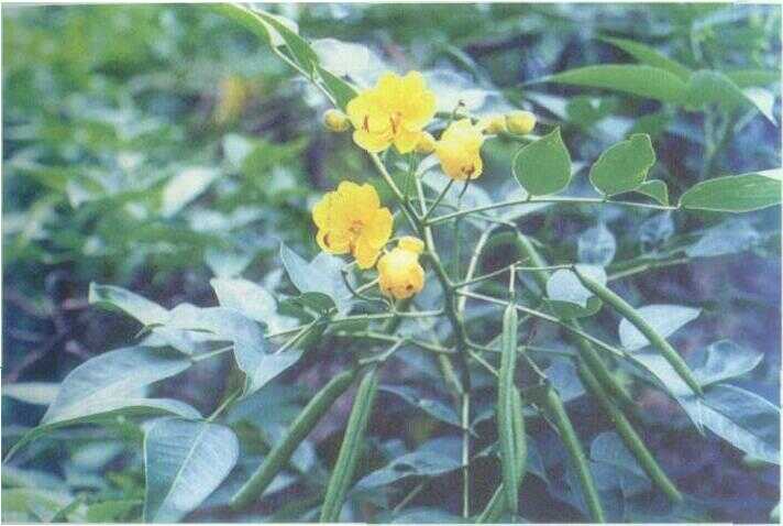 Senting / Kasingsat (Cassia laevigata Willd.)