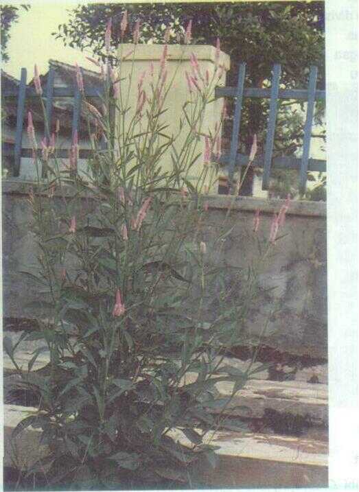 Sangsri / Jengger Ayam Putih (Celosia argentea L.)