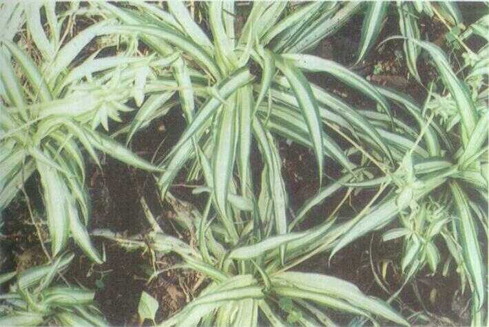 Rumput Putih / Lili Laba-laba (Chlorophytum comosum (Thunb.) Baker)