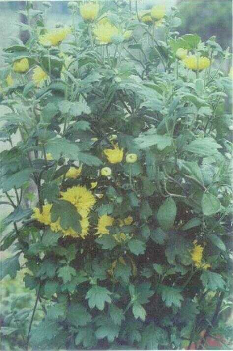 Krisan / Seruni (Chrysanthemum indicum L.)