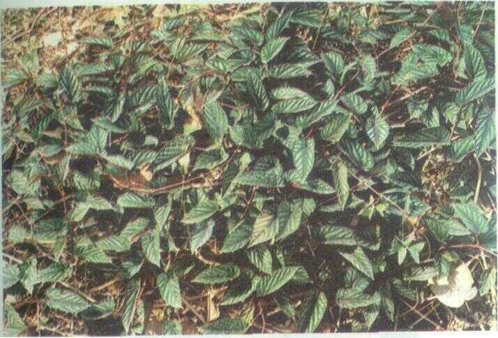 Irah-lrahan (Cissus discolor Bl.)
