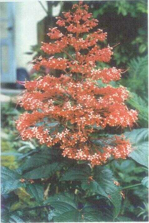Bunga Pagoda / Clerodendron (Clerodendron squamatum Vahl.)