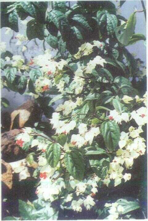Nona Makan Sirih (Clerodendron thomsonae Balf.f.)